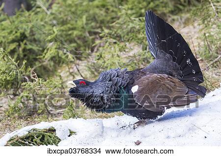 "Capercaillie (Tetrao urogallus), Brixental, Tyrol, Austria, Europe" View Large Photo Image Picture - "Capercaillie (Tetrao urogallus), Brixental, Tyrol, Austria, Europe". Fotosearch
