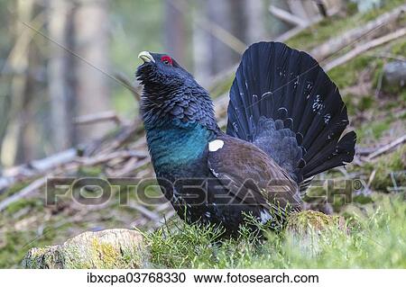 "Capercaillie (Tetrao urogallus), Brixental, Tyrol, Austria, Europe" View Large Photo Image Stock Image - "Capercaillie (Tetrao urogallus), Brixental, Tyrol, Austria, Europe". Fotosearch