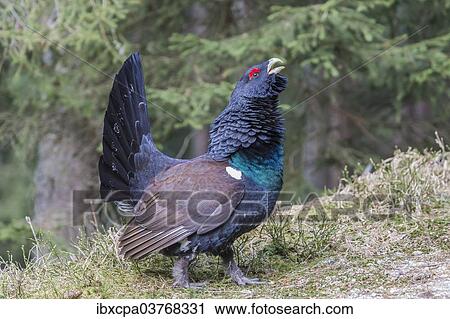 "Capercaillie (Tetrao urogallus), Brixental, Tyrol, Austria, Europe" View Large Photo Image Stock Image - "Capercaillie (Tetrao urogallus), Brixental, Tyrol, Austria, Europe". Fotosearch