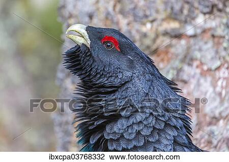 "Capercaillie (Tetrao urogallus), portrait, Brixental, Tyrol, Austria, Europe" View Large Photo Image Stock Image - "Capercaillie (Tetrao urogallus), portrait, Brixental, Tyrol, Austria, Europe". Fotosearch