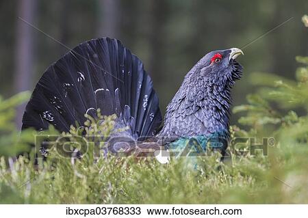 "Capercaillie (Tetrao urogallus), Brixental, Tyrol, Austria, Europe" View Large Photo Image Stock Image - "Capercaillie (Tetrao urogallus), Brixental, Tyrol, Austria, Europe". Fotosearch