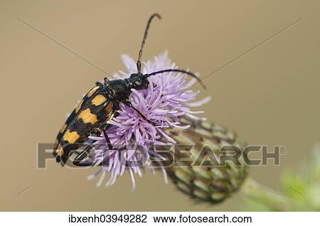 Stock Image - "Capricorn beetle (Strangalia attenuata), Emsland, Lower Saxony, Germany, Europe". Fotosearch
