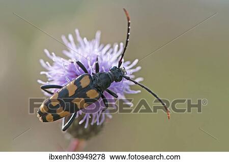 Stock Photo - "Capricorn beetle (Strangalia attenuata), Emsland, Lower Saxony, Germany, Europe". Fotosearch