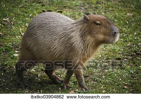 Stock Image - "Capybara (Hydrochoerus hydrochaeris), captive". Fotosearch