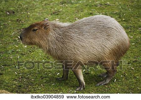 Stock Photo - "Capybara (Hydrochoerus hydrochaeris), captive". Fotosearch