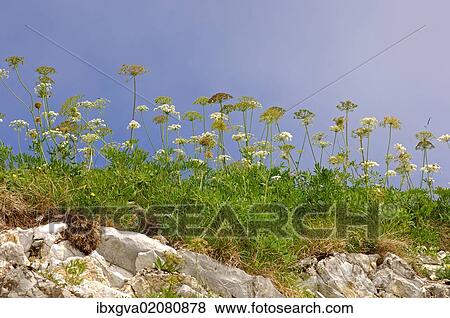 "Caraway or Persian Cumin (Carum carvi), Switzerland, Europe" View Large Photo Image Stock Photo - "Caraway or Persian Cumin (Carum carvi), Switzerland, Europe". Fotosearch