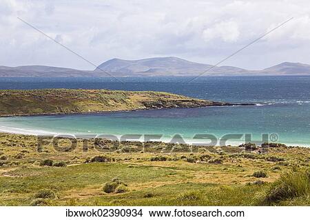 "Carcass Island, West Falkland, Falkland Islands, United Kingdom, South America" View Large Photo Image Picture - "Carcass Island, West Falkland, Falkland Islands, United Kingdom, South America". Fotosearch