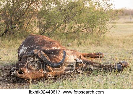 "Carcass of a Cape buffalo (Syncerus caffer), Mamili National Park, Caprivi Strip, Namibia, Africa" View Large Photo Image Stock Photo - "Carcass of a Cape buffalo (Syncerus caffer), Mamili National Park, Caprivi Strip, Namibia, Africa". Fotosearch