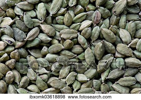 "Cardamom, Kerala, India, Asia" View Large Photo Image Stock Photo - "Cardamom, Kerala, India, Asia". Fotosearch