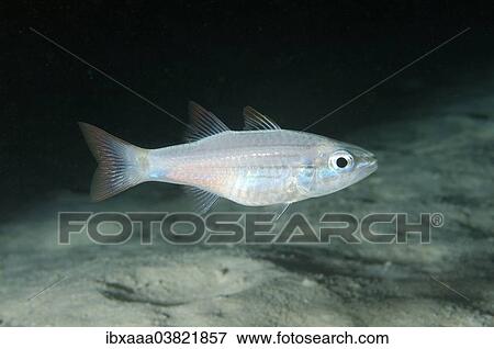 "Cardinalfish (Cheilodipterus sp), Red Sea, Egypt, Africa" View Large Photo Image Stock Photo - "Cardinalfish (Cheilodipterus sp), Red Sea, Egypt, Africa". Fotosearch