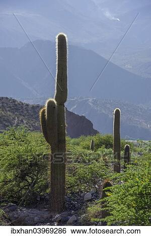 Stock Photograph - "Cardon cacti (Echinopsis atacamensis), Tilcara, Jujuy Province, Argentina, South America". Fotosearch