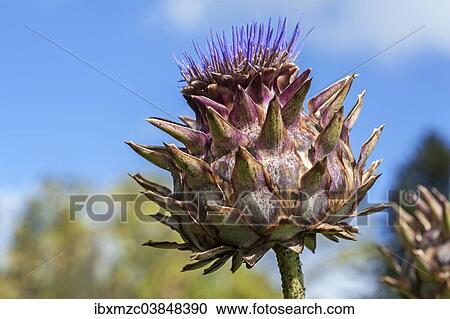 "Cardoon or Artichoke Thistle (Cynara cardunculus), Bavaria, Germany, Europe" View Large Photo Image Stock Image - "Cardoon or Artichoke Thistle (Cynara cardunculus), Bavaria, Germany, Europe". Fotosearch