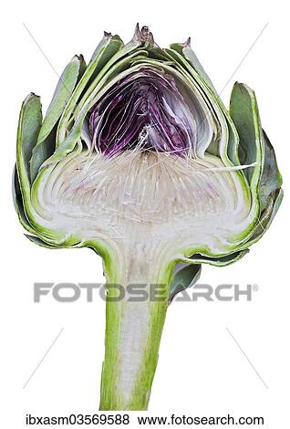 "Cardoon or Artichoke Thistle (Cynara cardunculus, Cynara scolymus), cut in half" View Large Photo Image Stock Photo - "Cardoon or Artichoke Thistle (Cynara cardunculus, Cynara scolymus), cut in half". Fotosearch
