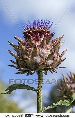 "Cardoon or Artichoke Thistle (Cynara cardunculus), Bavaria, Germany, Europe" View Large Photo Image Stock Photo - "Cardoon or Artichoke Thistle (Cynara cardunculus), Bavaria, Germany, Europe". Fotosearch