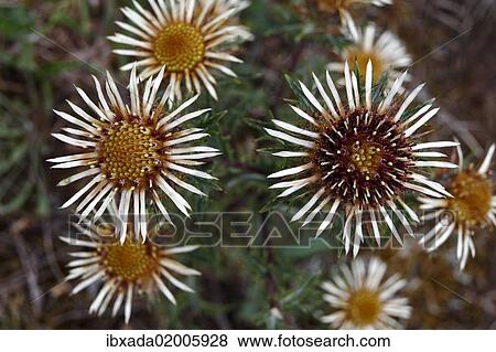 Stock Photo - "Carline Thistle (Carlina vulgaris), flowering, Niederlemb, Hesse, Germany, Europe". Fotosearch