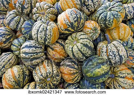 "Carnival F1, squash (Cucurbita), Baden-Wuerttemberg, Germany, Europe" View Large Photo Image Stock Photo - "Carnival F1, squash (Cucurbita), Baden-Wuerttemberg, Germany, Europe". Fotosearch