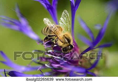 Stock Photo - "Carnolian honey bee (Apis mellifera var carnica), on blue flower of mountain knapweed or cornflower (Centaurea montana L. )". Fotosearch