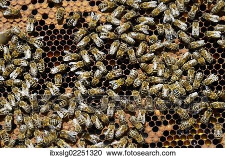 "Carnolian Honeybee (Apis mellifera var. carnica), on comb with capped brood cells and pollen cells" View Large Photo Image Stock Image - "Carnolian Honeybee (Apis mellifera var. carnica), on comb with capped brood cells and pollen cells". Fotosearch