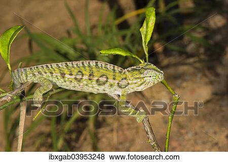 "Carpet Chameleon (Furcifer lateralis), male, Madagsacar" View Large Photo Image Stock Photo - "Carpet Chameleon (Furcifer lateralis), male, Madagsacar". Fotosearch