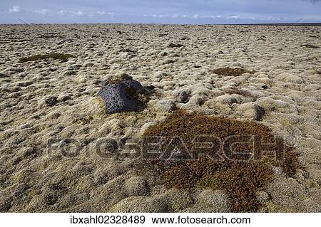 Stock Photo - "Carpet of moss, South Iceland, Iceland, Europe". Fotosearch