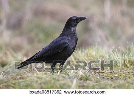 Stock Image - "Carrion crow (Corvus corone corone) in the grass, North Rhine-Westphalia, Germany, Europe". Fotosearch