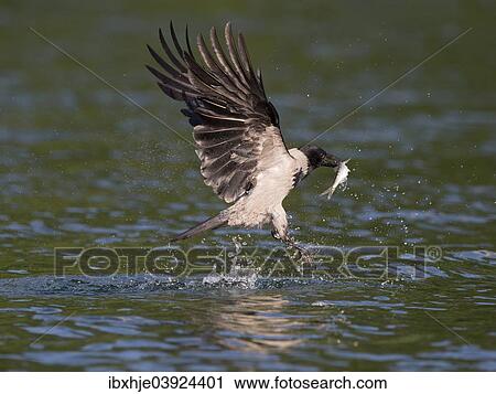 "Carrion Crow (Corvus corone), hooded crow morph, Mecklenburg-Western Pomerania, Germany, Europe" View Large Photo Image Stock Image - "Carrion Crow (Corvus corone), hooded crow morph, Mecklenburg-Western Pomerania, Germany, Europe". Fotosearch