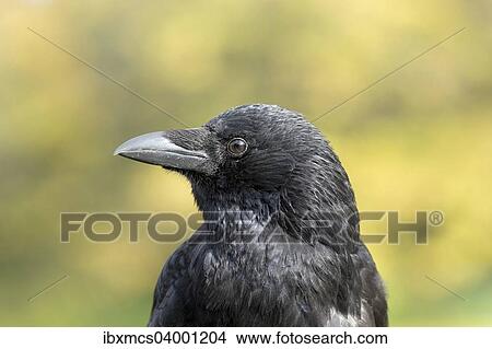 Carrion Crow (Corvus corone) View Large Photo Image Picture - Carrion Crow (Corvus corone). Fotosearch