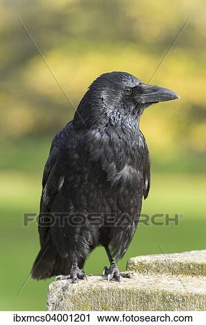 Stock Image - Carrion Crow (Corvus corone). Fotosearch