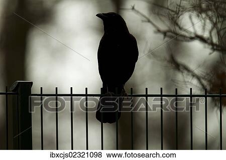 "Carrion Crow (Corvus corone), Bergisches Land region, North Rhine-Westphalia, Germany, Europe" View Large Photo Image Stock Photo - "Carrion Crow (Corvus corone), Bergisches Land region, North Rhine-Westphalia, Germany, Europe". Fotosearch