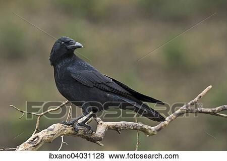 "Carrion Crow (Corvus corone), Tyrol, Austria, Europe" View Large Photo Image Stock Photo - "Carrion Crow (Corvus corone), Tyrol, Austria, Europe". Fotosearch