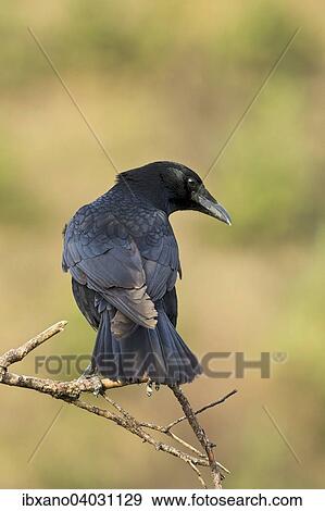 "Carrion Crow (Corvus corone), Tyrol, Austria, Europe" View Large Photo Image Stock Photo - "Carrion Crow (Corvus corone), Tyrol, Austria, Europe". Fotosearch