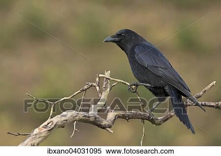 "Carrion Crow (Corvus corone), Tyrol, Austria, Europe" View Large Photo Image Stock Photography - "Carrion Crow (Corvus corone), Tyrol, Austria, Europe". Fotosearch