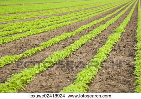 Picture - Carrot field. Fotosearch