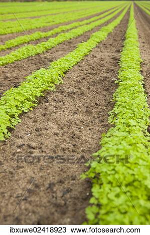 Carrot field View Large Photo Image Stock Image - Carrot field. Fotosearch