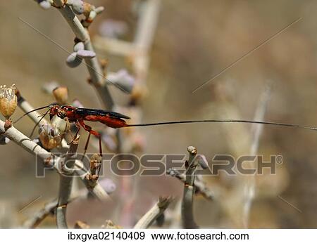 Stock Photo - "Carrot Wasp (Gasteruptiidae sp. ) with an ovipositor longer than its abdomen, Goegap Nature Reserve, Namaqualand, South Africa, Africa". Fotosearch