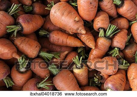 Carrots (Daucus carota) View Large Photo Image Stock Photograph - Carrots (Daucus carota). Fotosearch