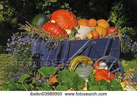 "Cart with ornamental gourds, Schleswig-Holstein, Germany, Europe" View Large Photo Image Stock Image - "Cart with ornamental gourds, Schleswig-Holstein, Germany, Europe". Fotosearch