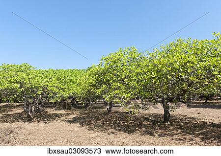 "Cashew (Anacardium occidentale) trees on a plantation, cultivation of cashew nuts, Ko Phayam, Provinz Ranong, Thailand, Asia" View Large Photo Image Stock Image - "Cashew (Anacardium occidentale) trees on a plantation, cultivation of cashew nuts, Ko Phayam, Provinz Ranong, Thailand, Asia". Fotosearch