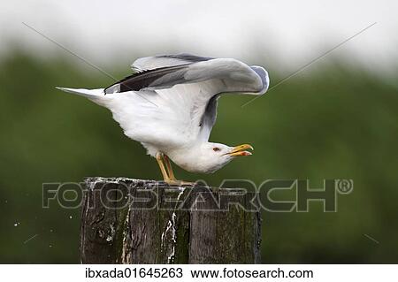 Caspian Gull (Larus cachinnans) stretching View Large Photo Image Stock Image - Caspian Gull (Larus cachinnans) stretching. Fotosearch