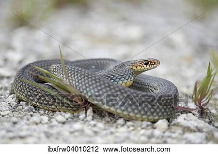 "Caspian Whipsnake (Dolichophis caspius), curled up, Pleven region, Bulgaria, Europe" View Large Photo Image Stock Image - "Caspian Whipsnake (Dolichophis caspius), curled up, Pleven region, Bulgaria, Europe". Fotosearch