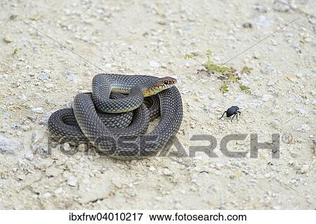 "Caspian Whipsnake (Dolichophis caspius), curled up, ready to fight, Pleven region, Bulgaria, Europe" View Large Photo Image Stock Photo - "Caspian Whipsnake (Dolichophis caspius), curled up, ready to fight, Pleven region, Bulgaria, Europe". Fotosearch