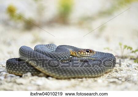 "Caspian Whipsnake (Dolichophis caspius), curled up, ready to fight, Pleven region, Bulgaria, Europe" View Large Photo Image Stock Photo - "Caspian Whipsnake (Dolichophis caspius), curled up, ready to fight, Pleven region, Bulgaria, Europe". Fotosearch