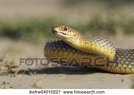 Stock Photo - "Caspian Whipsnake (Dolichophis caspius), darting its tongue, Pleven region, Bulgaria, Europe". Fotosearch