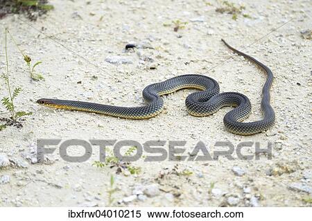 "Caspian Whipsnake (Dolichophis caspius), hunting, Pleven region, Bulgaria, Europe" View Large Photo Image Stock Photography - "Caspian Whipsnake (Dolichophis caspius), hunting, Pleven region, Bulgaria, Europe". Fotosearch
