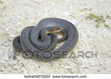 "Caspian Whipsnake (Dolichophis caspius), curled up, ready to fight, Pleven region, Bulgaria, Europe" View Large Photo Image Stock Photography - "Caspian Whipsnake (Dolichophis caspius), curled up, ready to fight, Pleven region, Bulgaria, Europe". Fotosearch