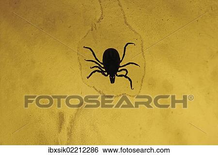 "Castor bean tick (Ixodes ricinus), Germany, Europe" View Large Photo Image Stock Photograph - "Castor bean tick (Ixodes ricinus), Germany, Europe". Fotosearch