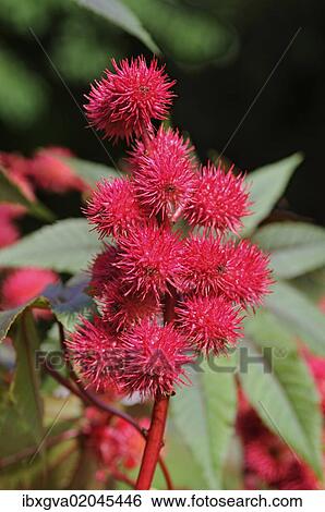"Castor oil plant (Ricinus communis), fruits, Europe" View Large Photo Image Stock Photograph - "Castor oil plant (Ricinus communis), fruits, Europe". Fotosearch