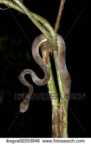 Stock Photograph - "Cat-eyed snake (Leptodeira sp., ) Tiputini rainforest, Yasuni National Park, Ecuador, South America". Fotosearch