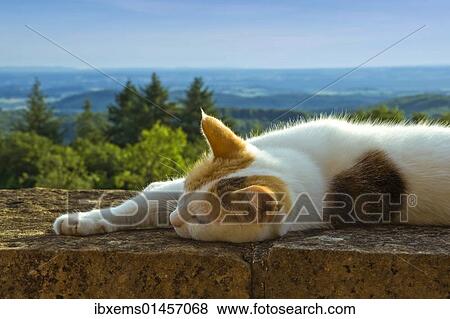 Stock Photo - "Cat on the castle wall of Schloss Buergeln castle in the south Black Forest, Baden-Wuerttemberg, Germany, Europe". Fotosearch