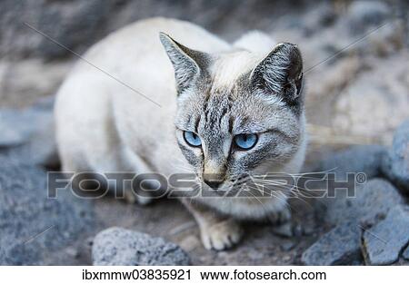"Cat with blue eyes and light-colored coat, Tenerife, Canary Islands, Spain, Europe" View Large Photo Image Stock Image - "Cat with blue eyes and light-colored coat, Tenerife, Canary Islands, Spain, Europe". Fotosearch
